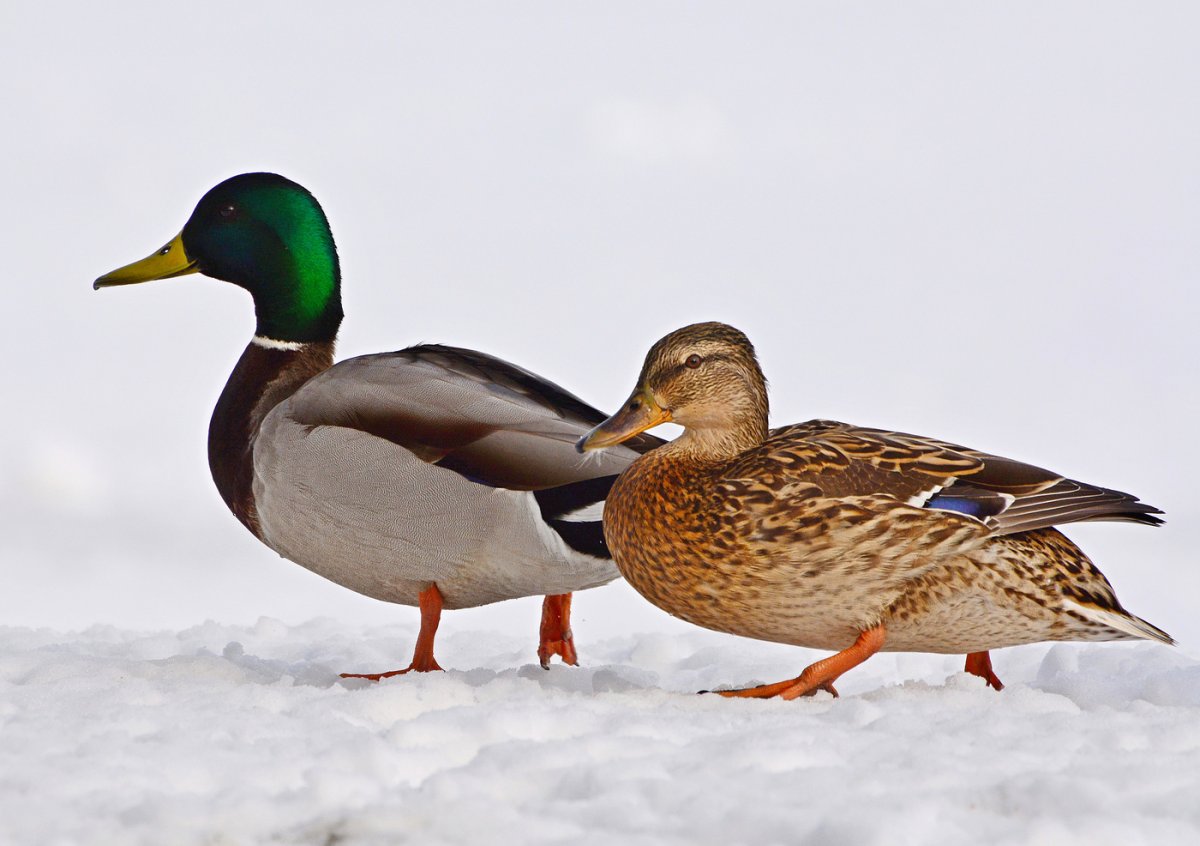 Утка кряква селезень