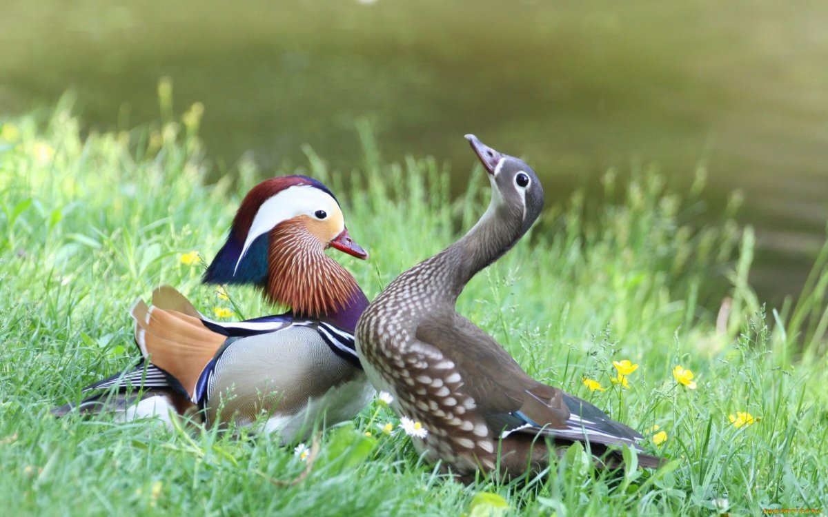 Утка мандаринкамсамка