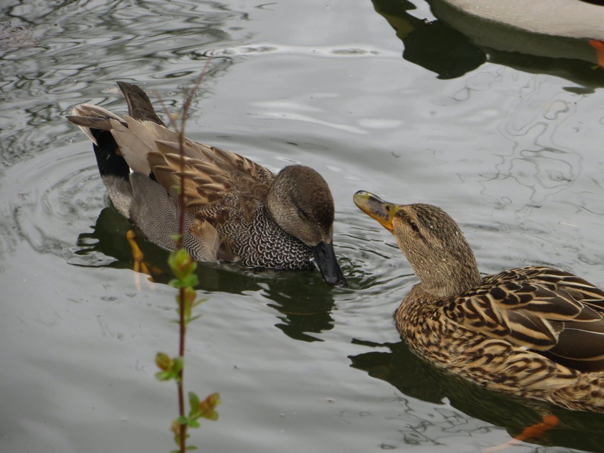 Серая кряква селезень