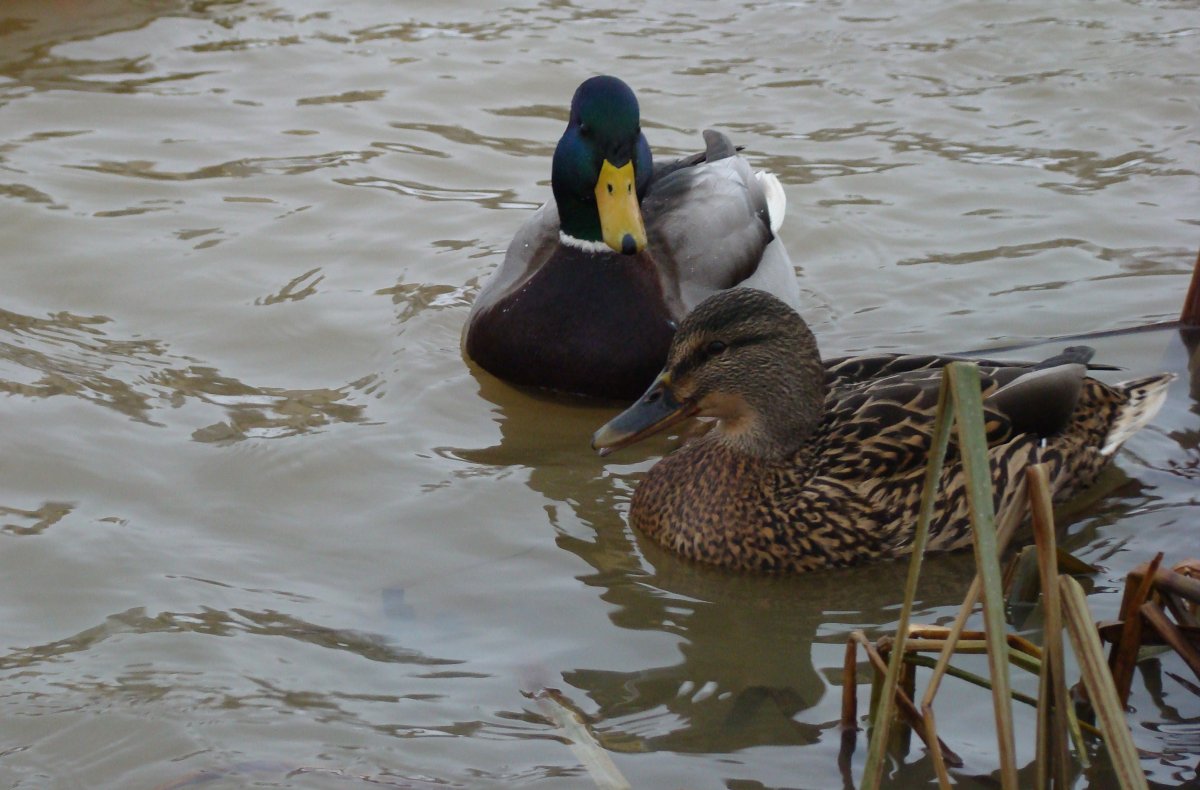 Утка кряква перелётная птица