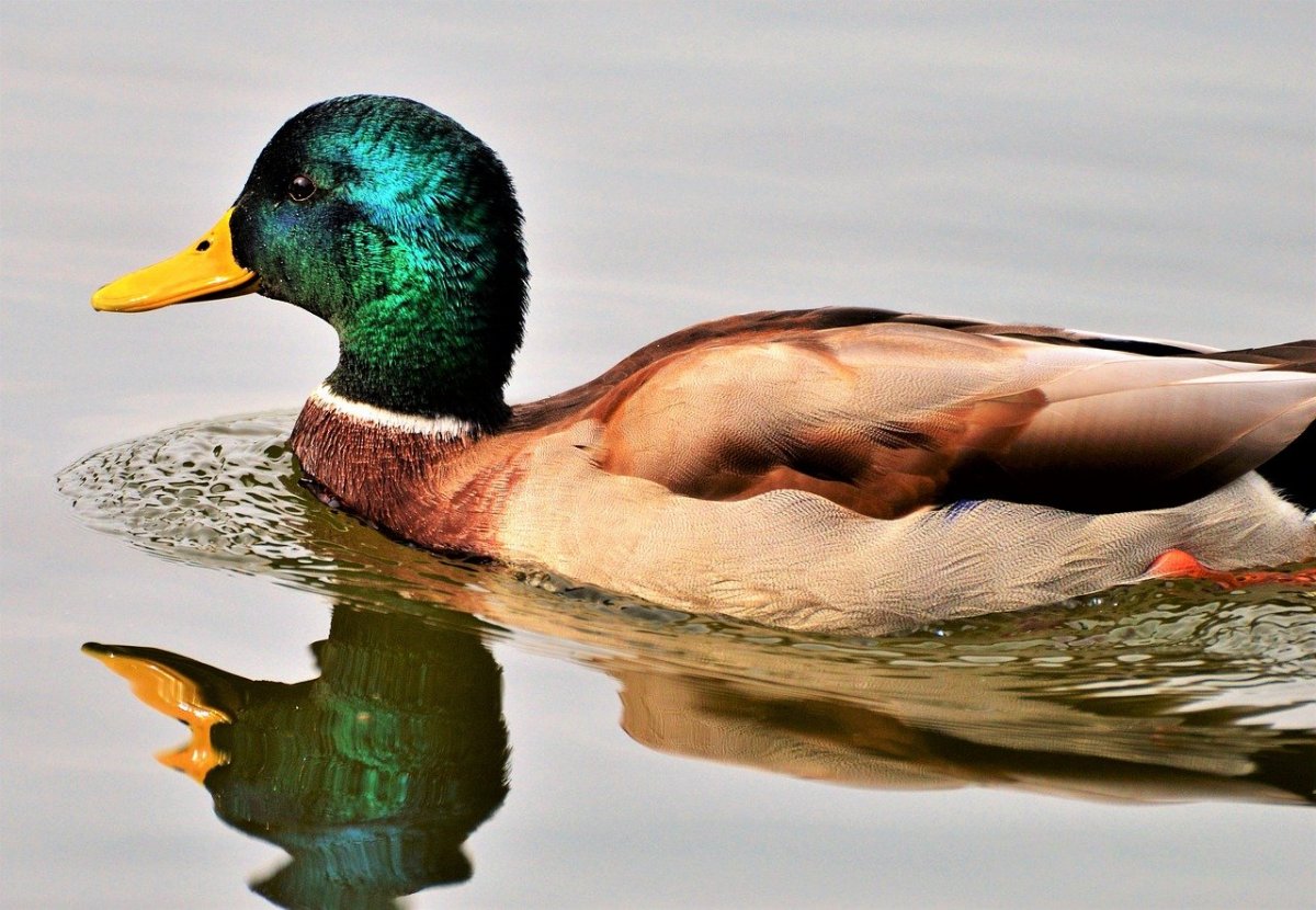 Домашние водоплавающие птицы