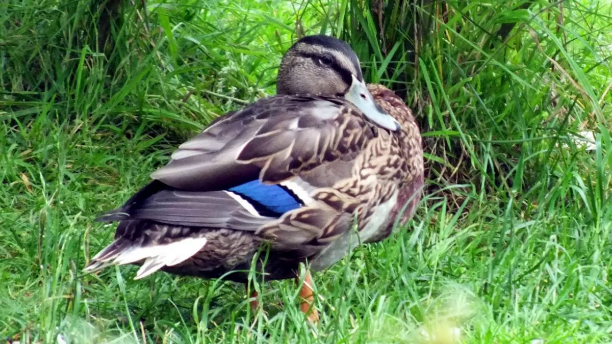 Одомашнивание утки кряквы