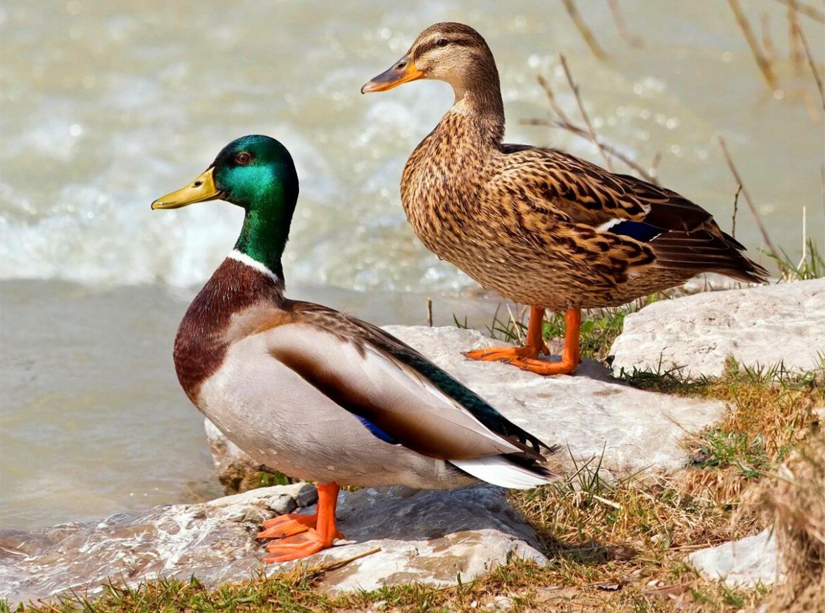 Утка кряква самец