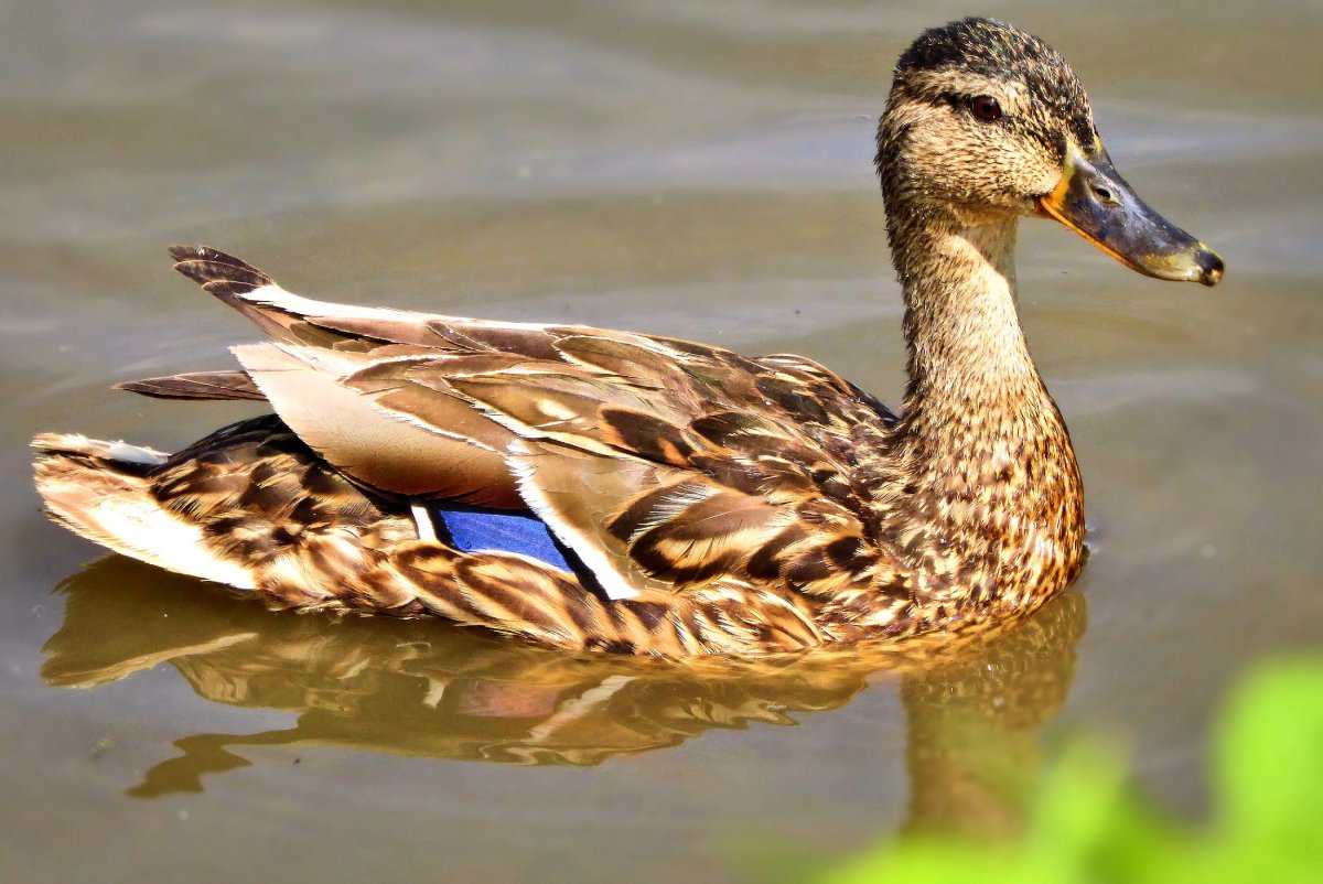 Утки Ленобласти