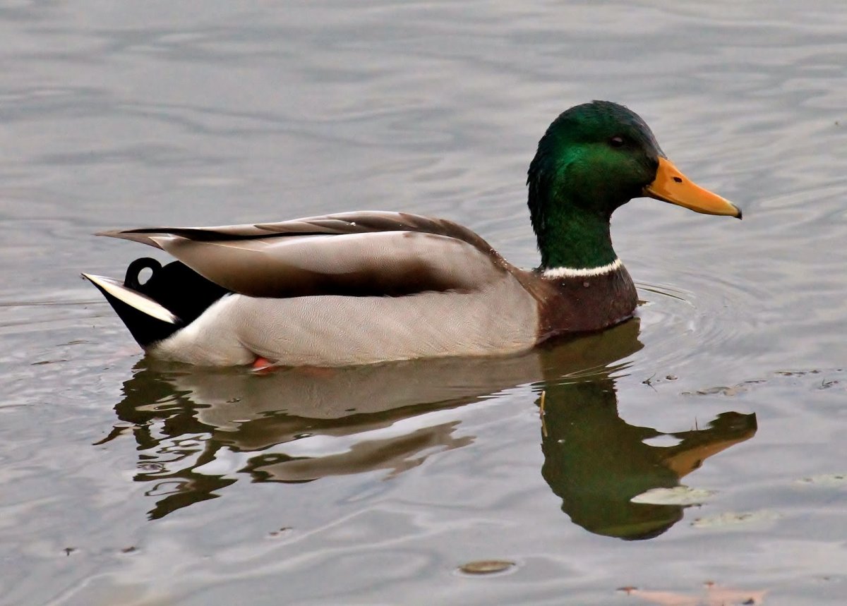 Звенящие утки