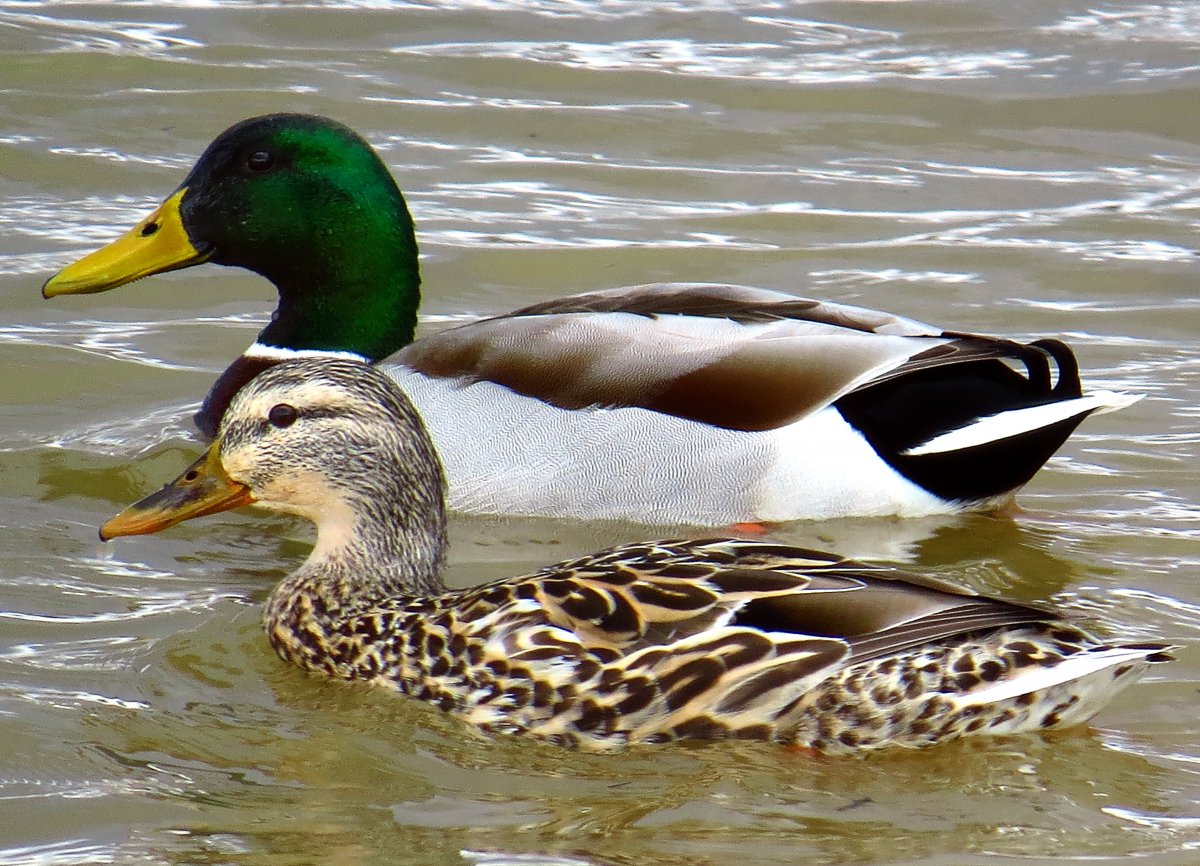 Утка Каролинка Мандаринка