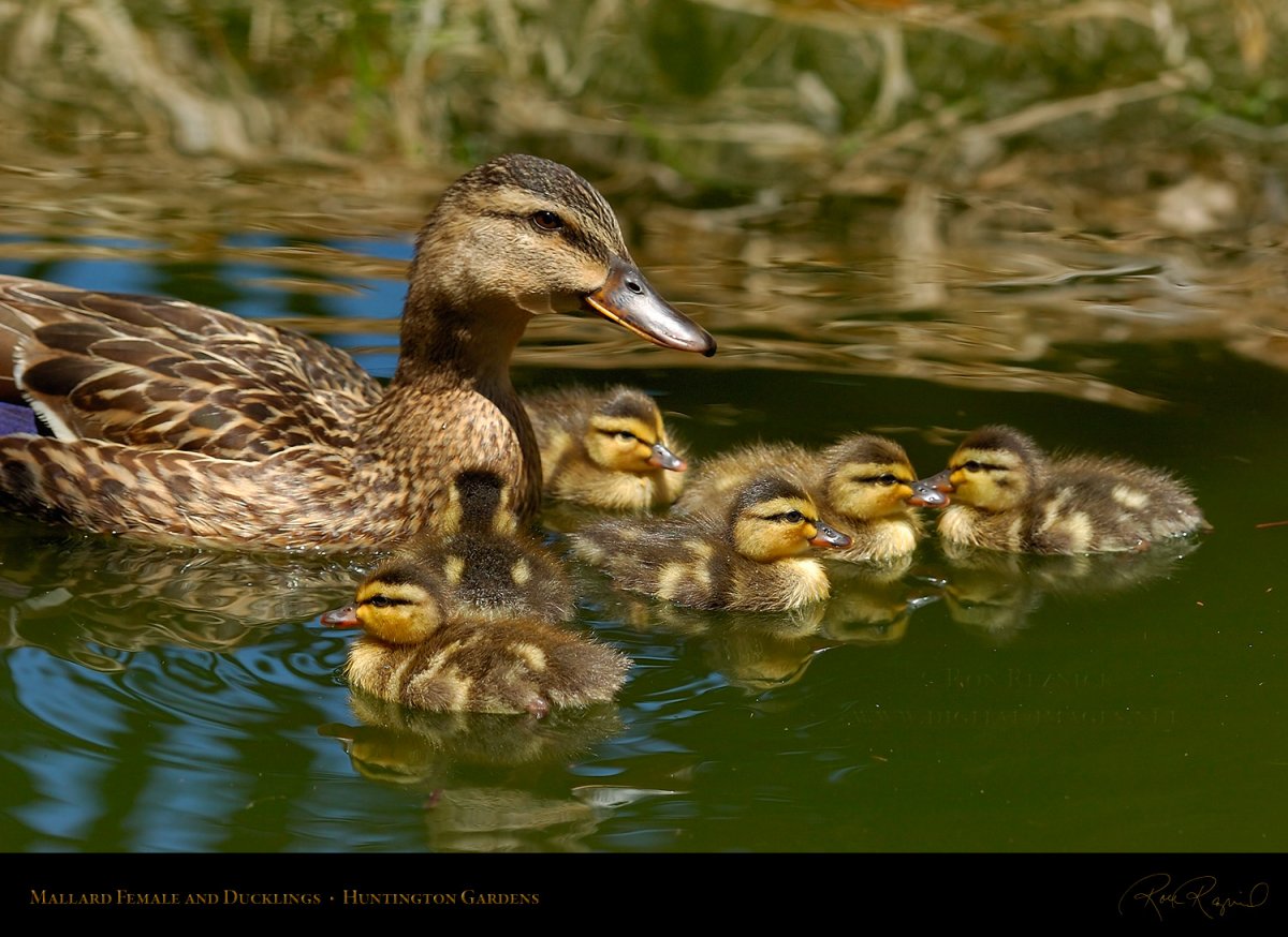 Утка документальный фильм
