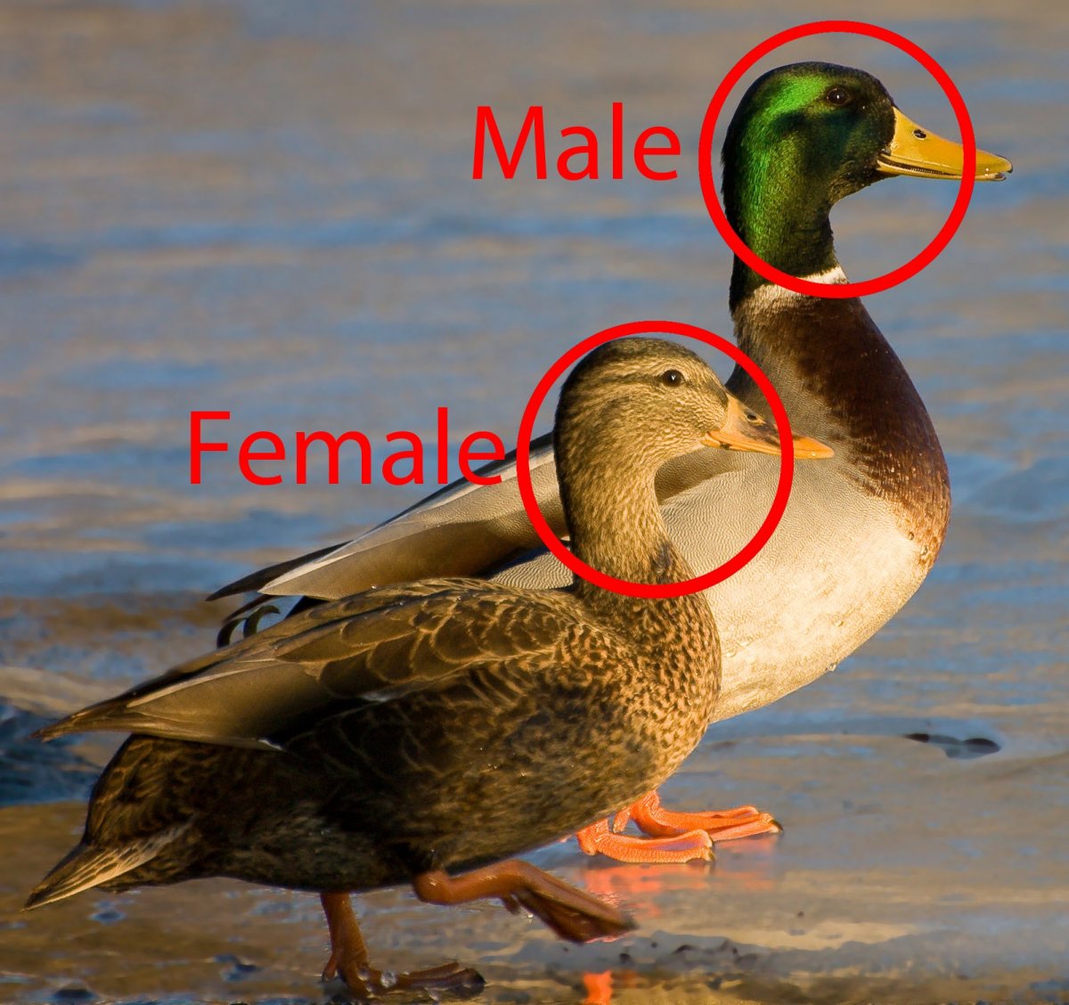 Завиток кряква самец