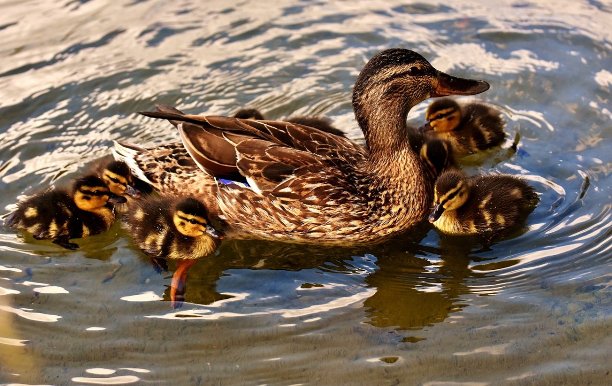 Ducklings Swim