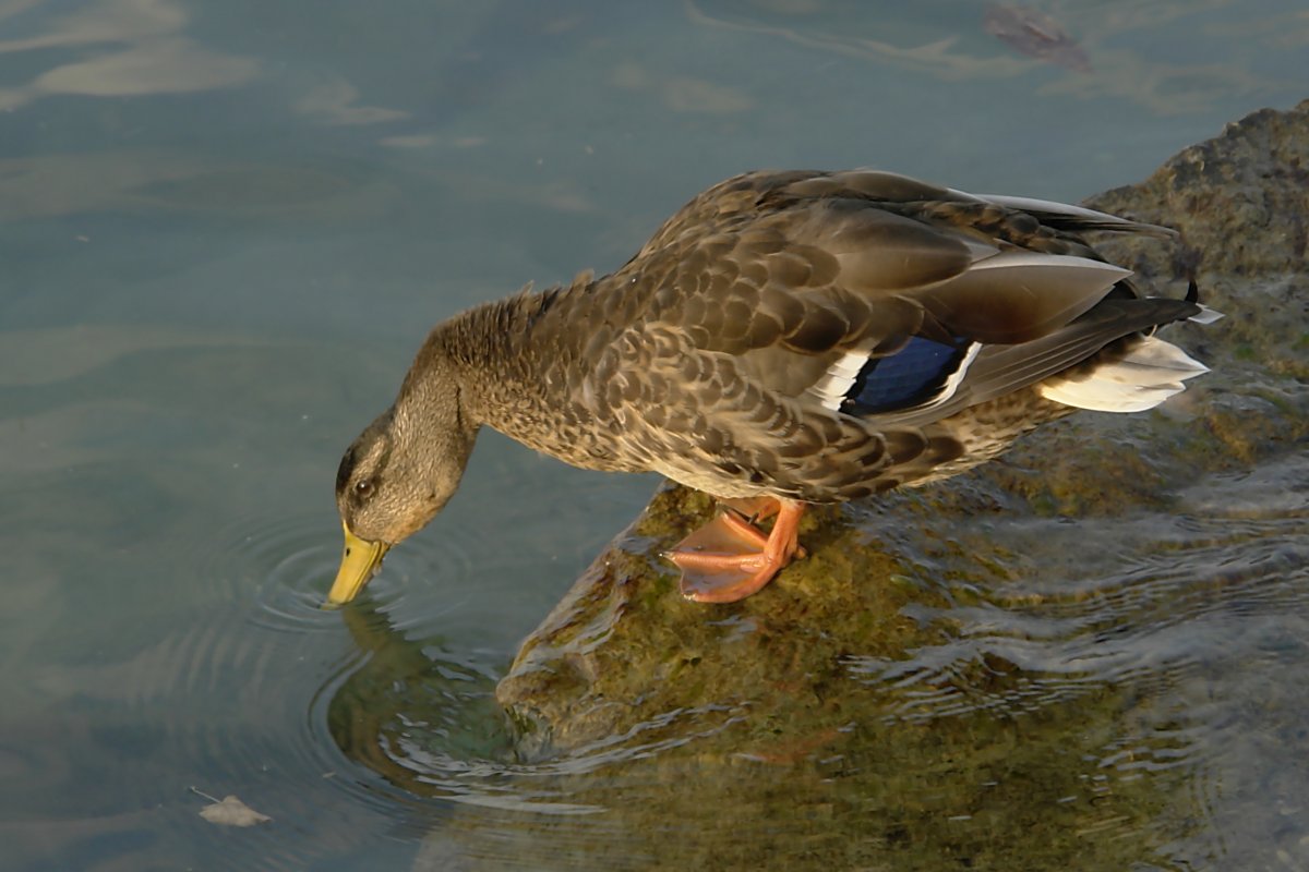 Селезень утки