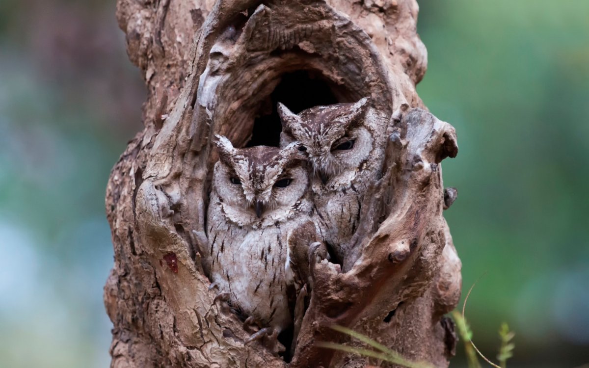 Филин Мимикрия