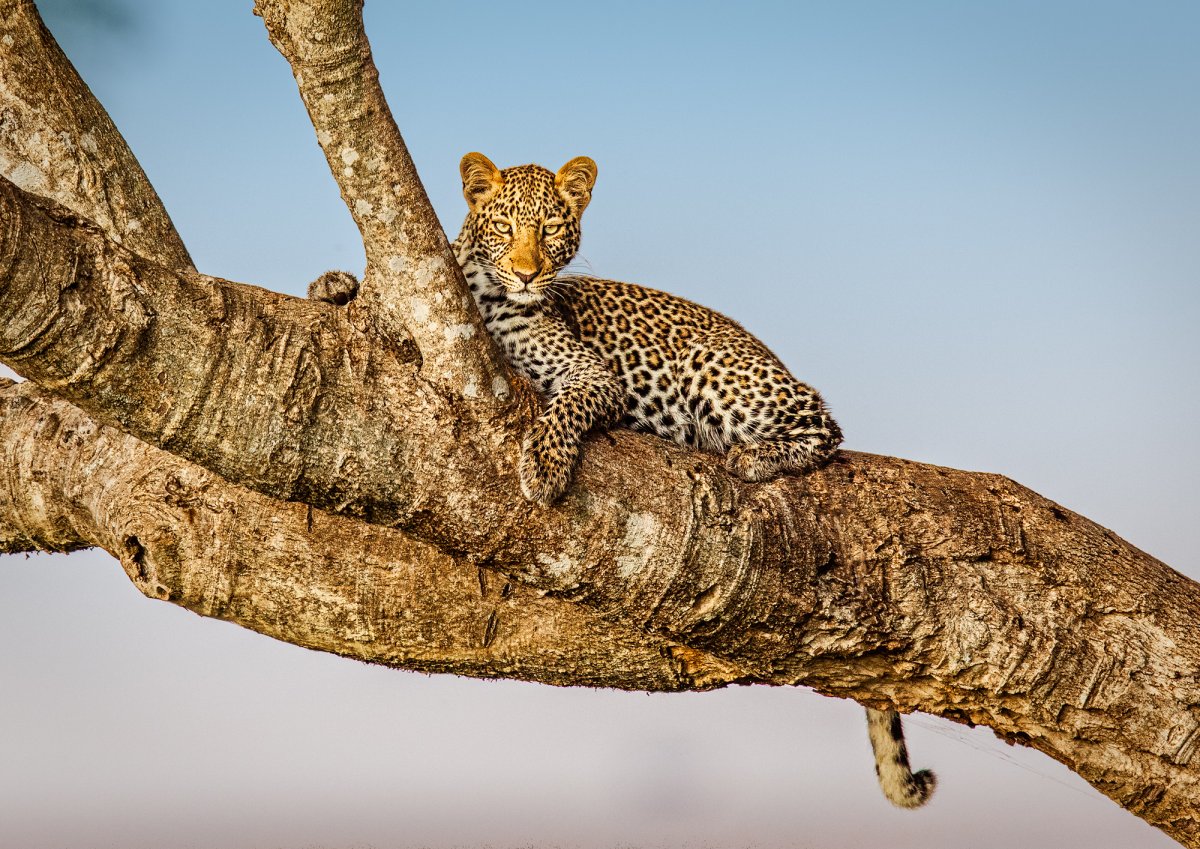 Гепард покровительственная окраска