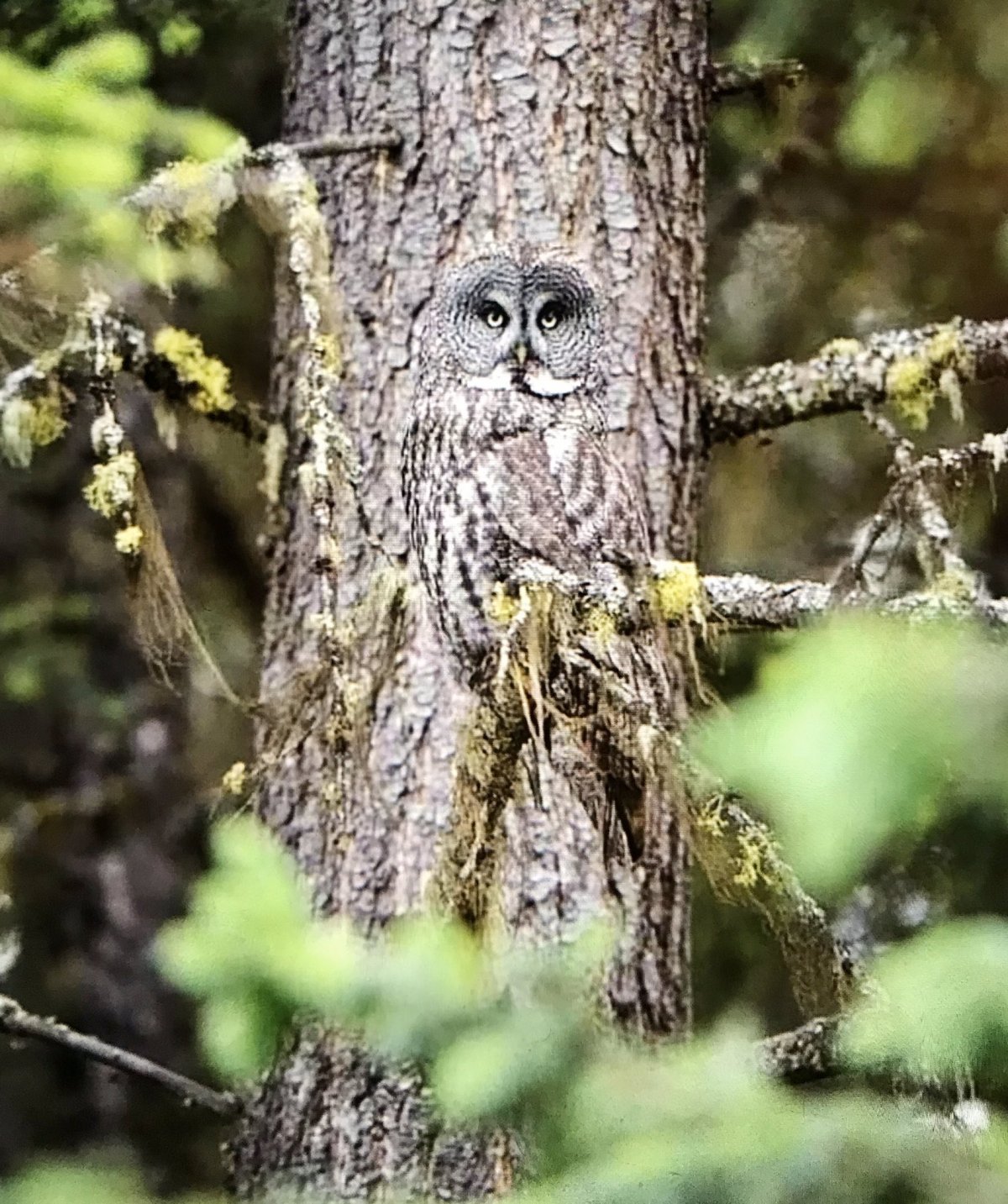 Филин маскировка