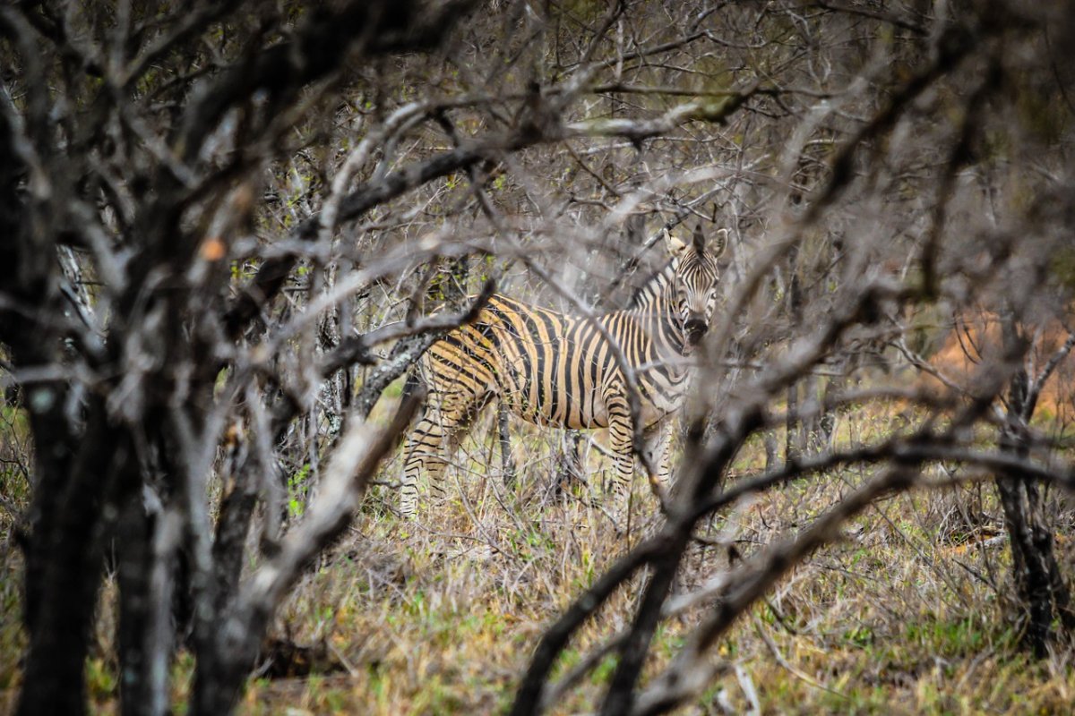 Африка звери Дикие сафари