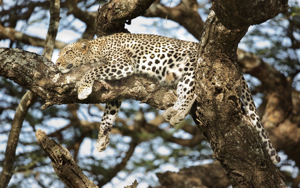 Леопард маскировка