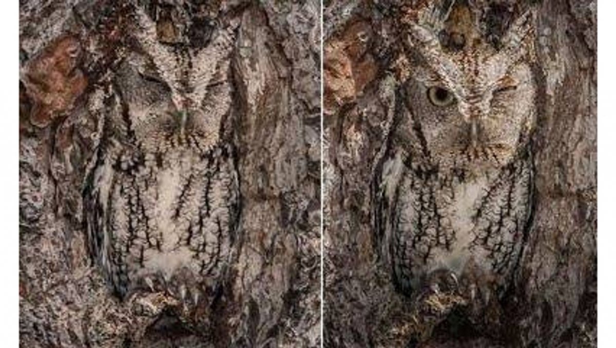 Ушастая Сова маскировка