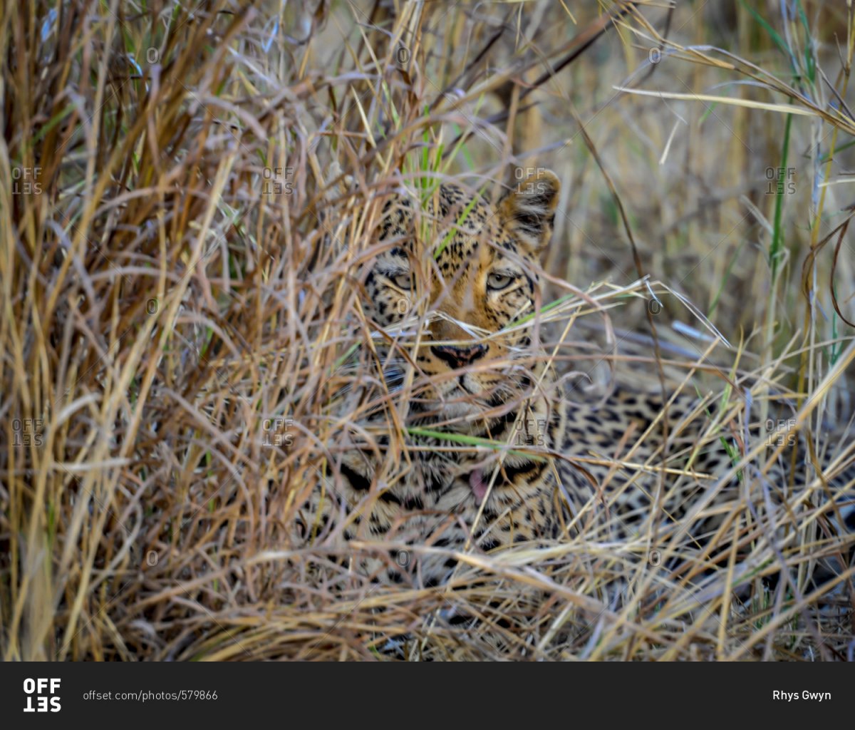 Леопард маскировка