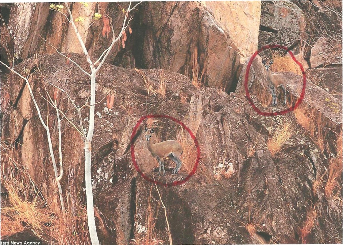 Природная маскировка