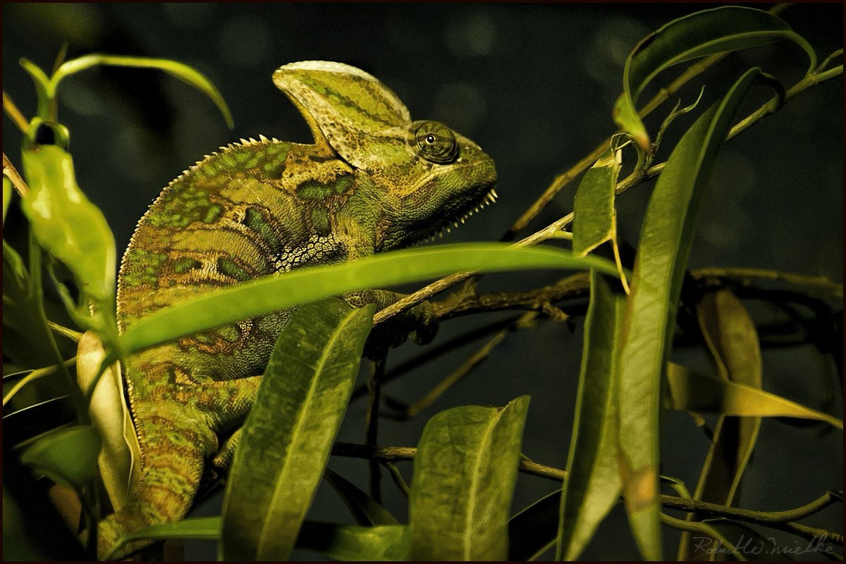 Хамелеон маскировка