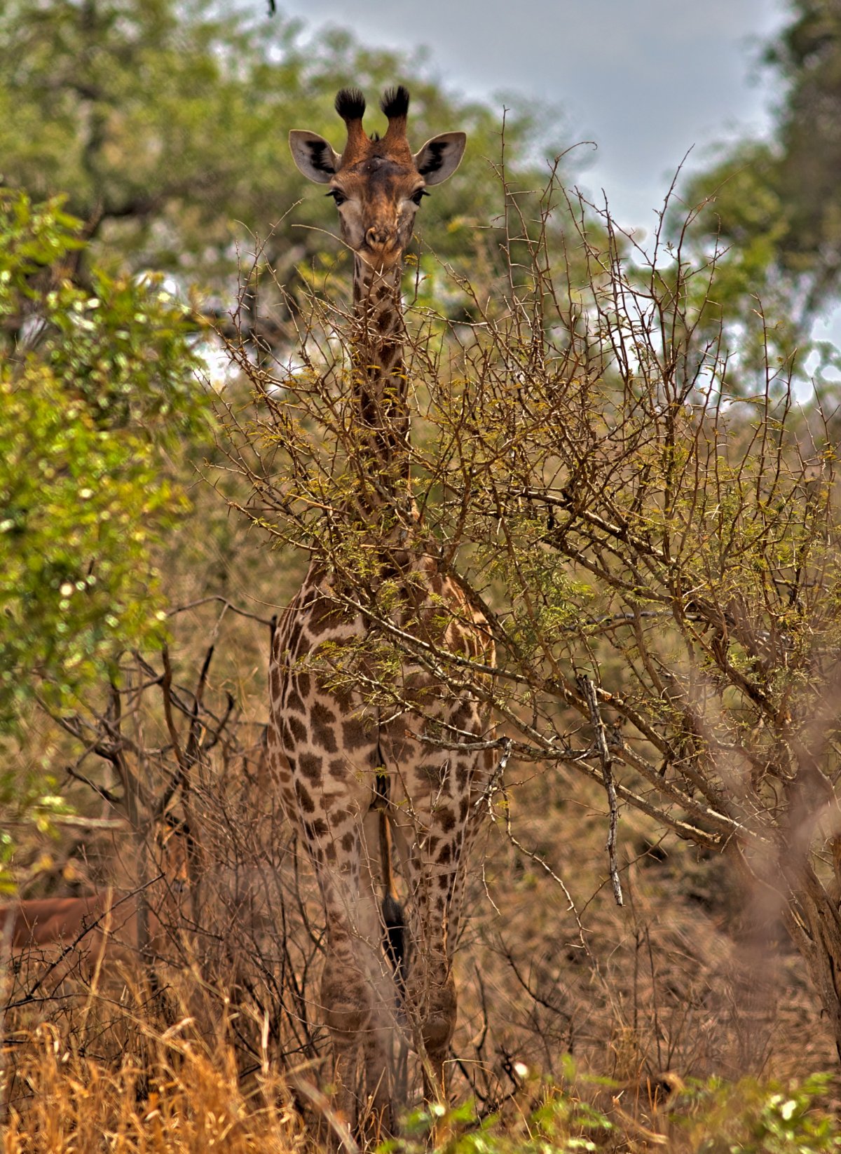 Жираф покровительственная окраска