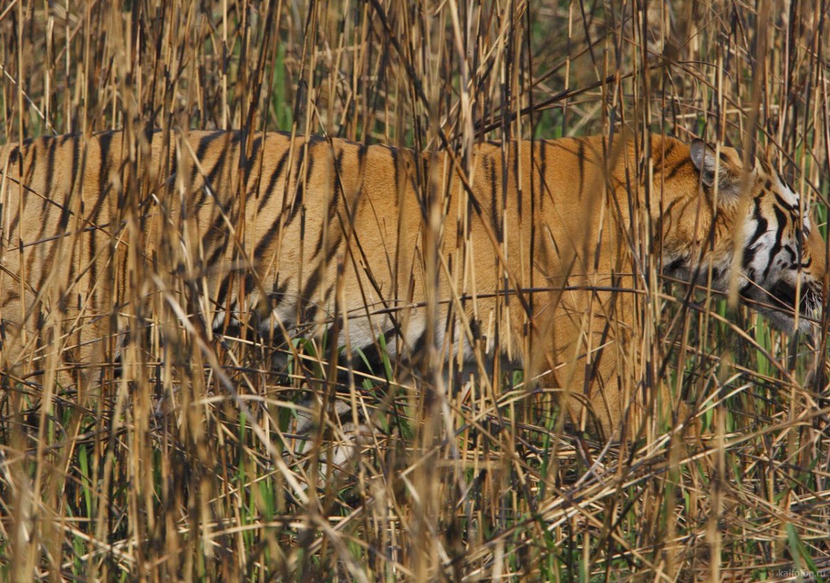 Камуфляж животных в природе