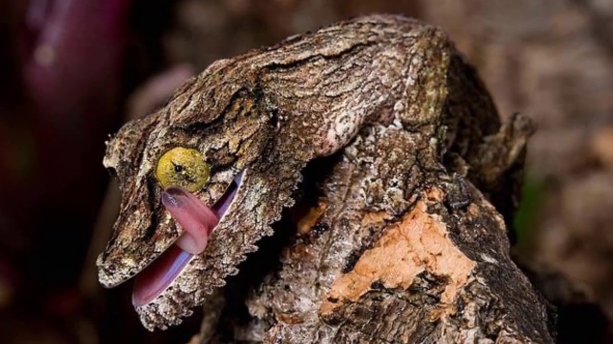 Мшистый геккон