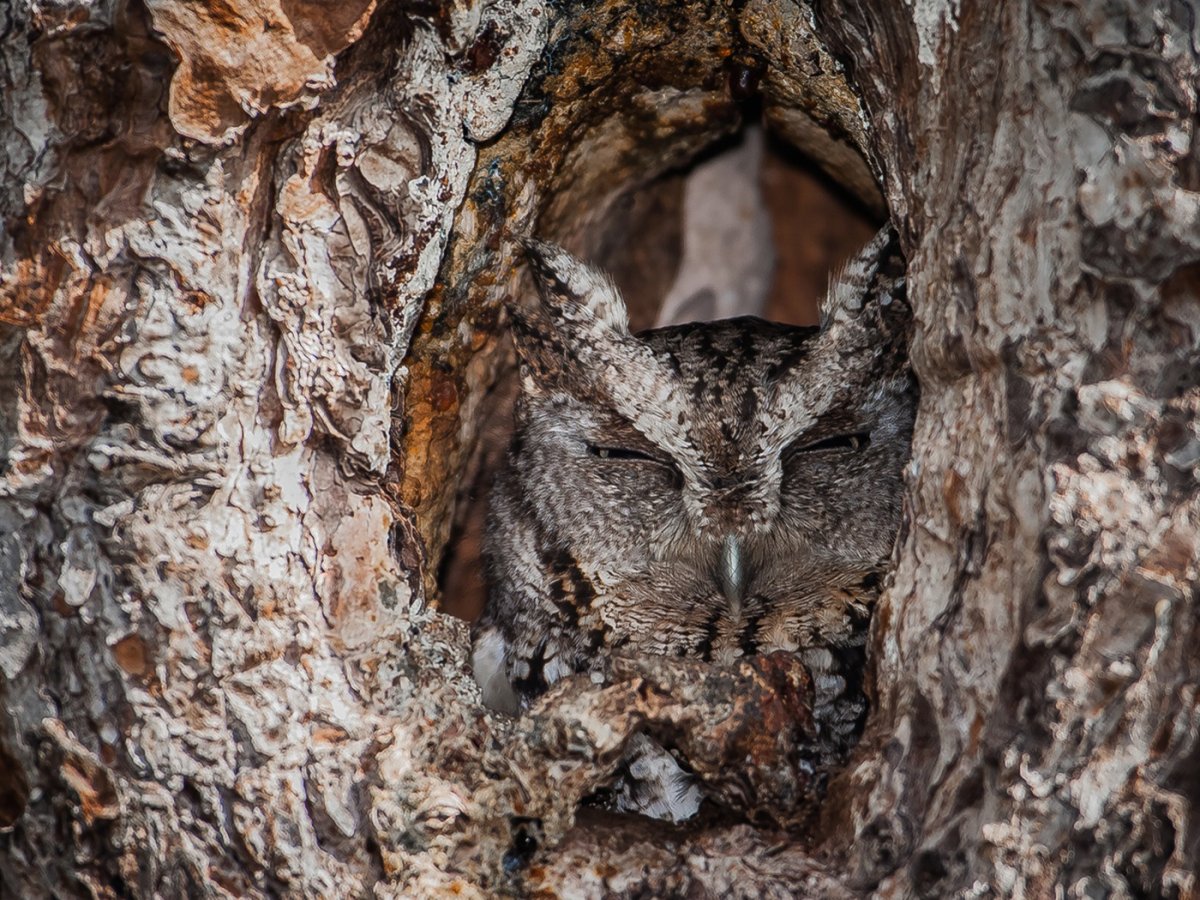Снежный Барс мастер маскировки