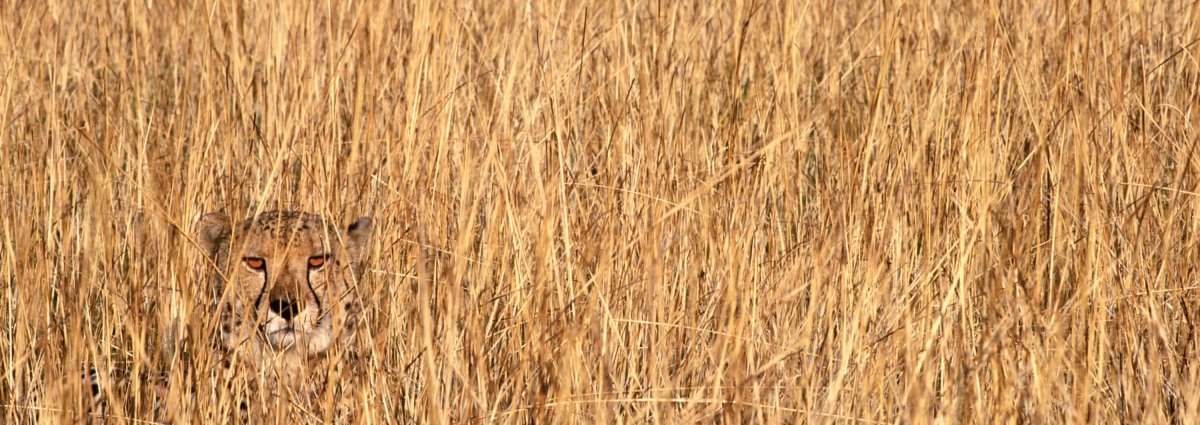 Мастер маскировки гепард