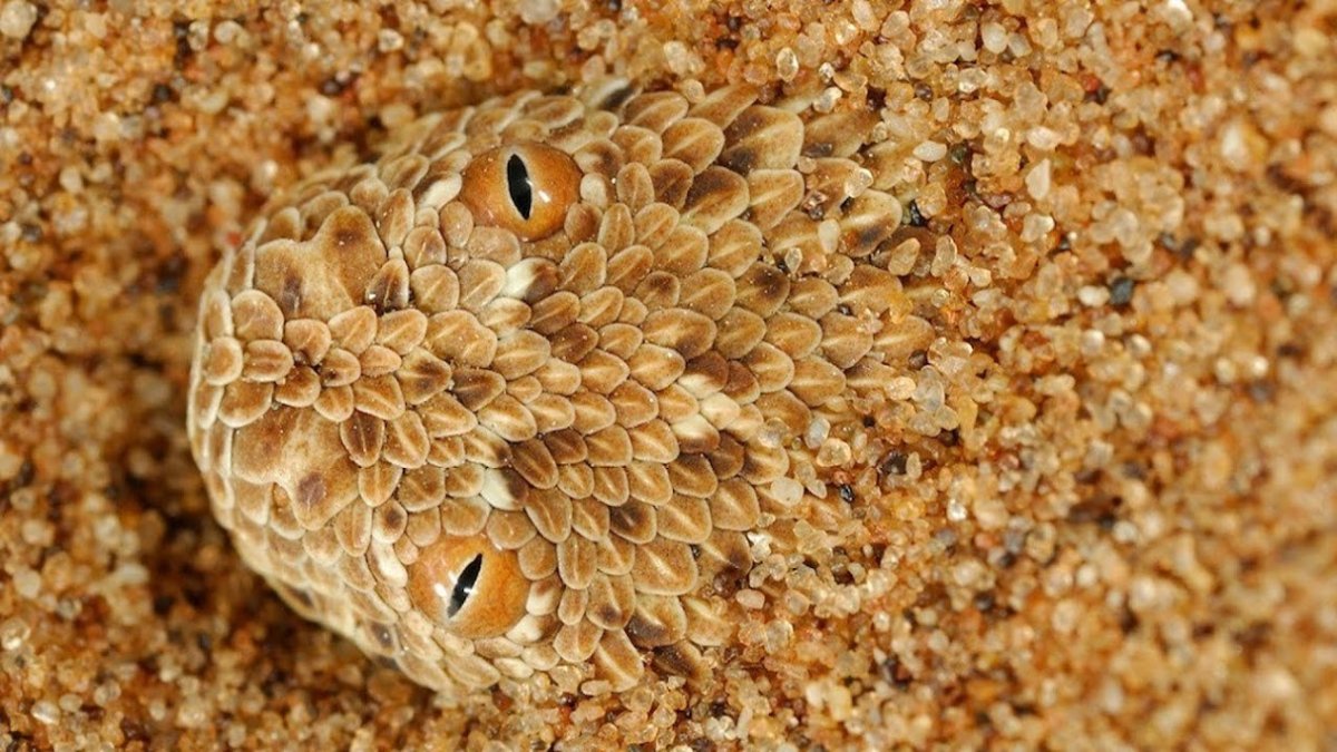 Карликовая Африканская гадюка маскировка