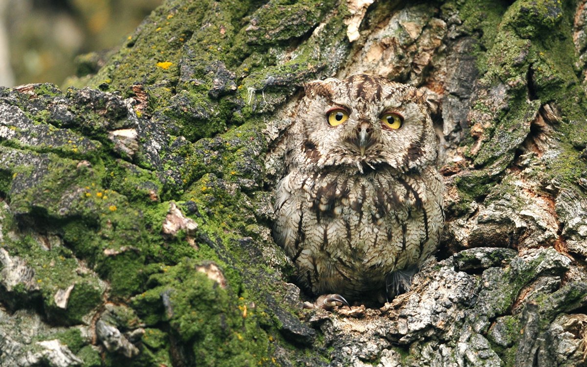 Лесная неясыть