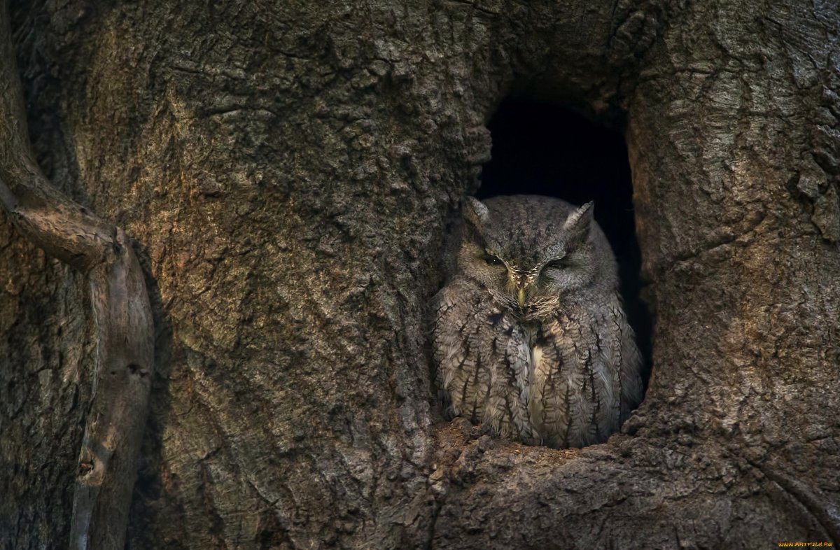 Сова спит в дупле