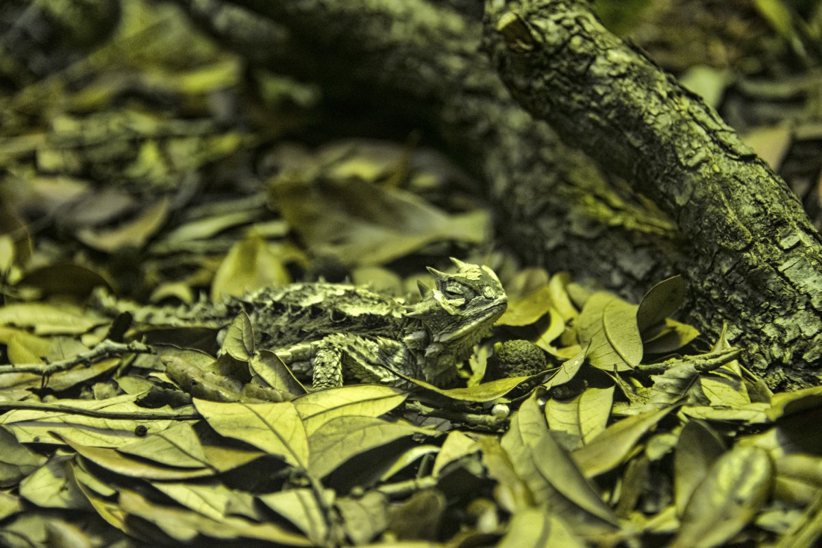 Мастера маскировки среди животных ящерицы