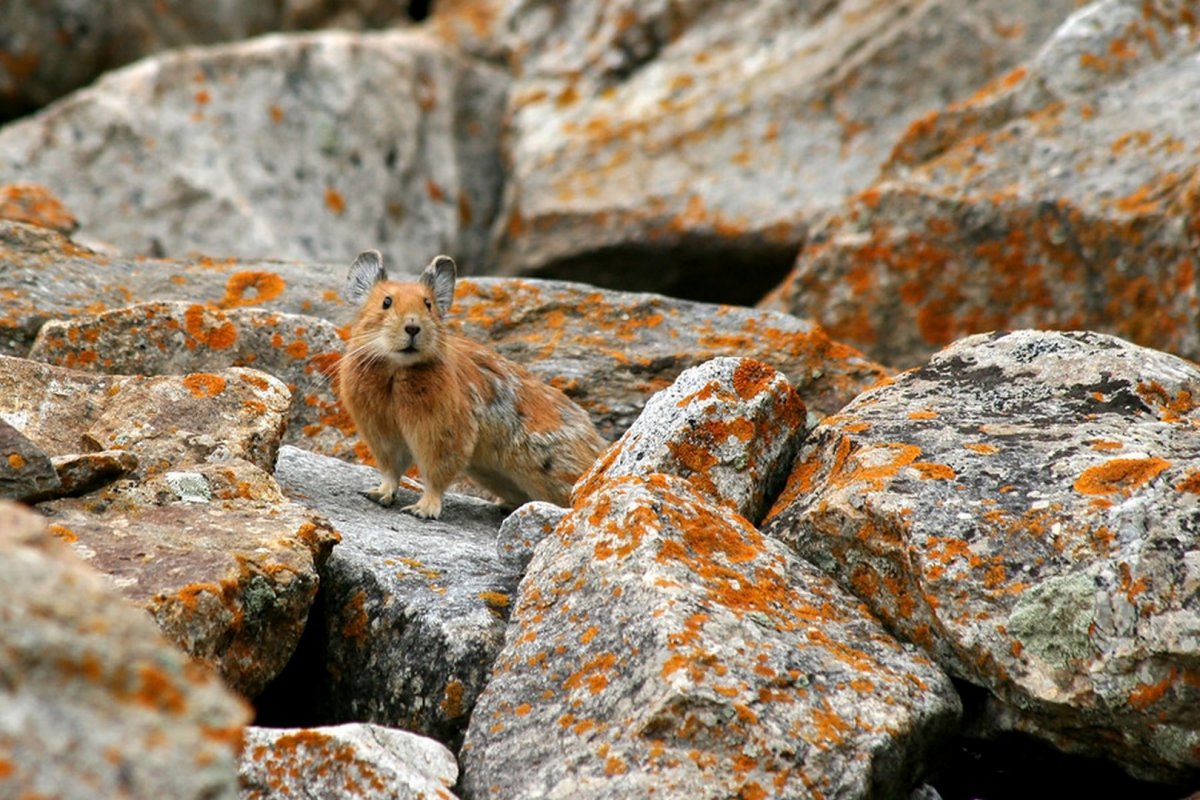 Животные с маскировкой