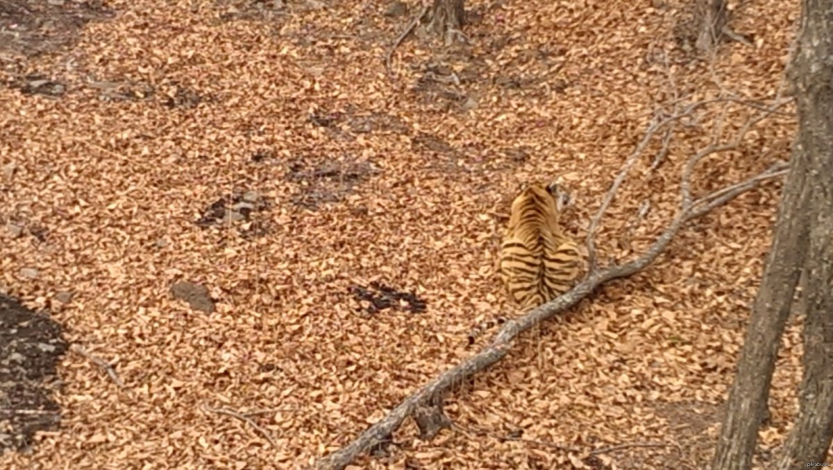Амурский тигр маскировка