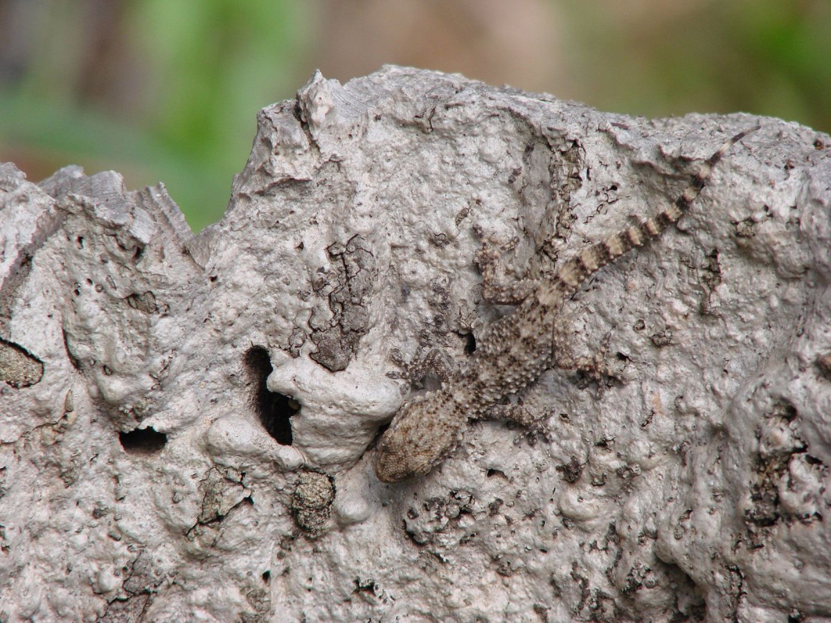 Маскировка насекомых