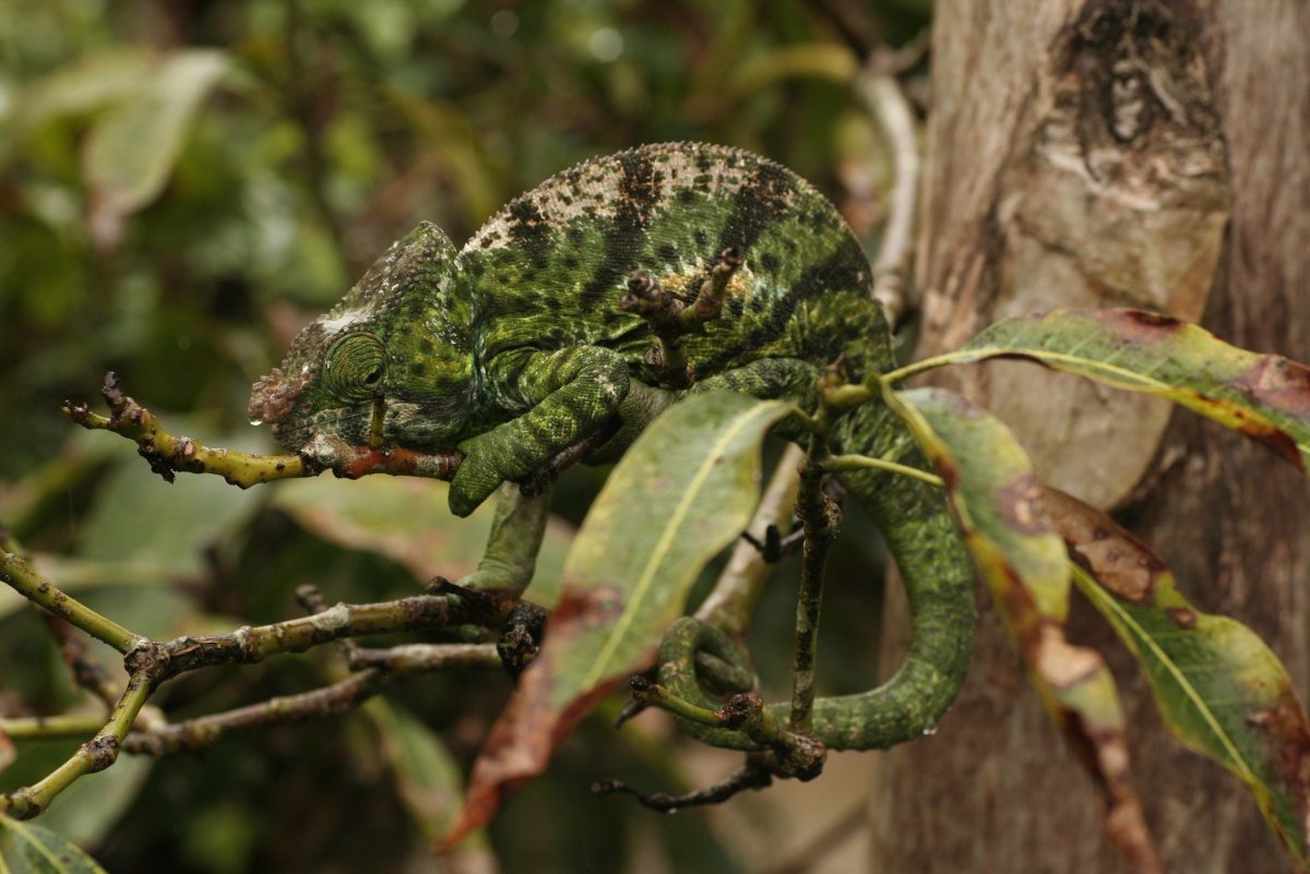 Мимикрия хамелеона