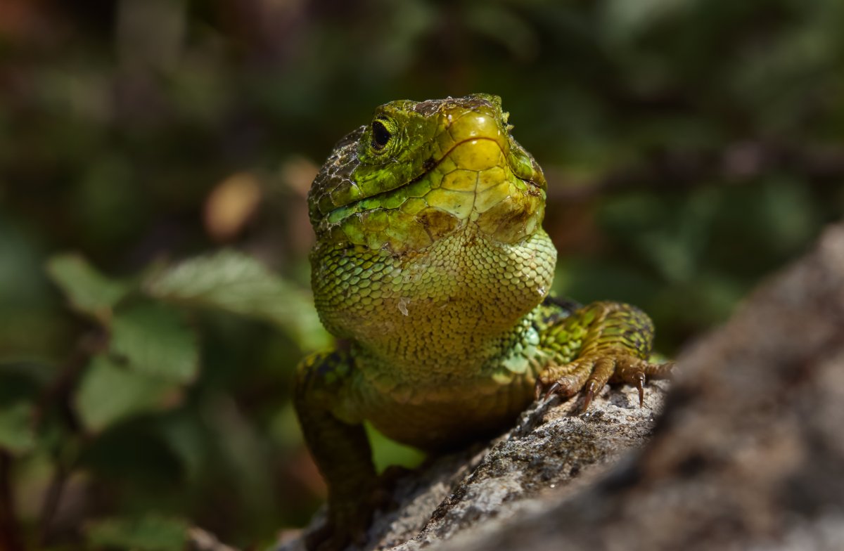 Холоднокровные рептилии