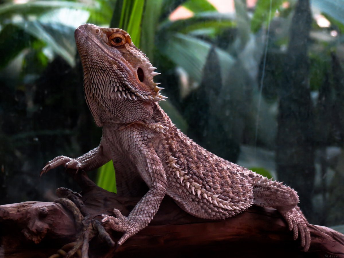 Рептилии и амфибии