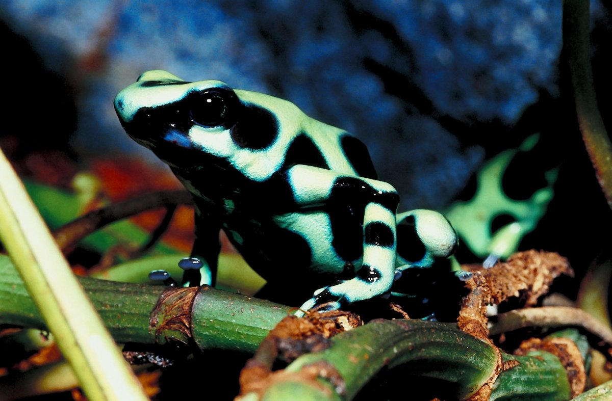 Лягушки это земноводные или пресмыкающиеся