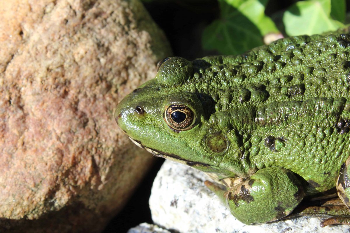 Лягушки земноводные животные