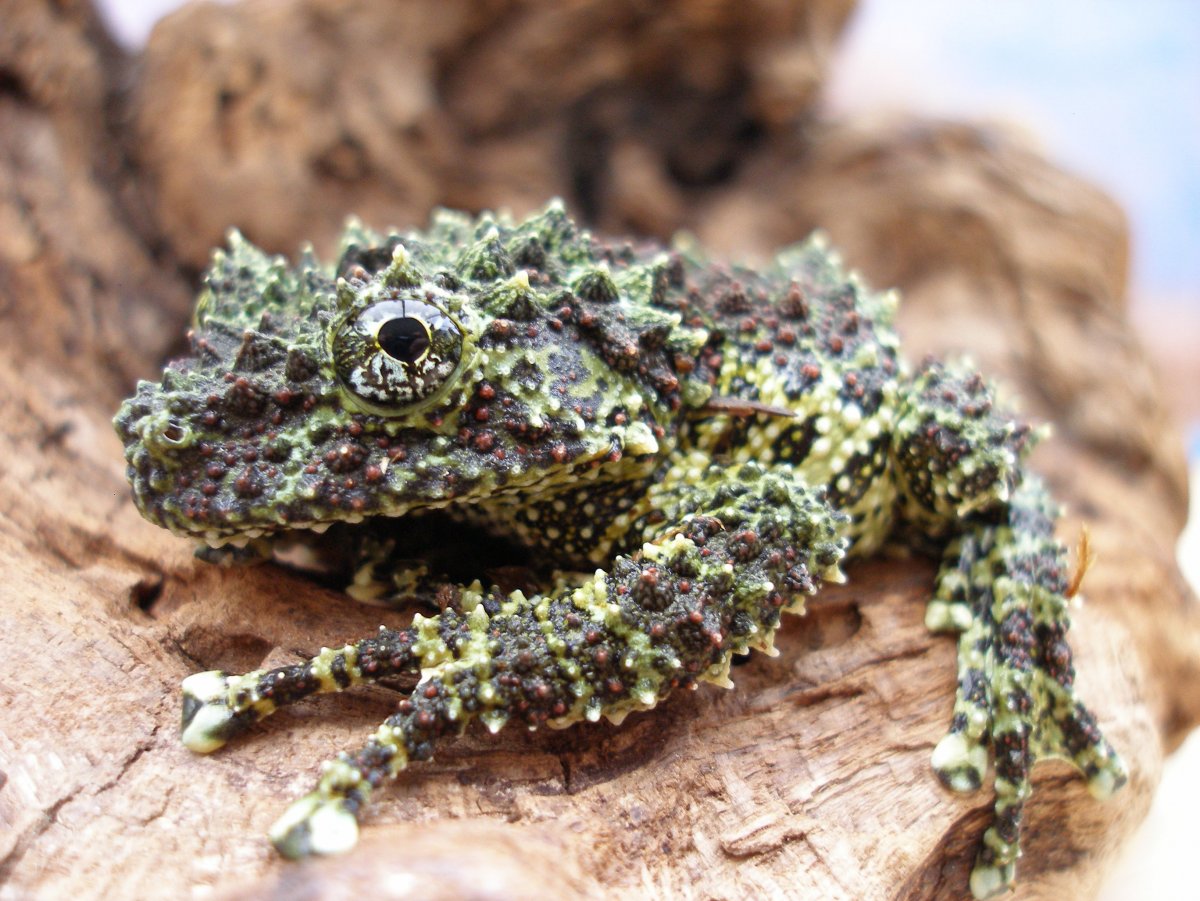 Вьетнамская Болотная лягушка