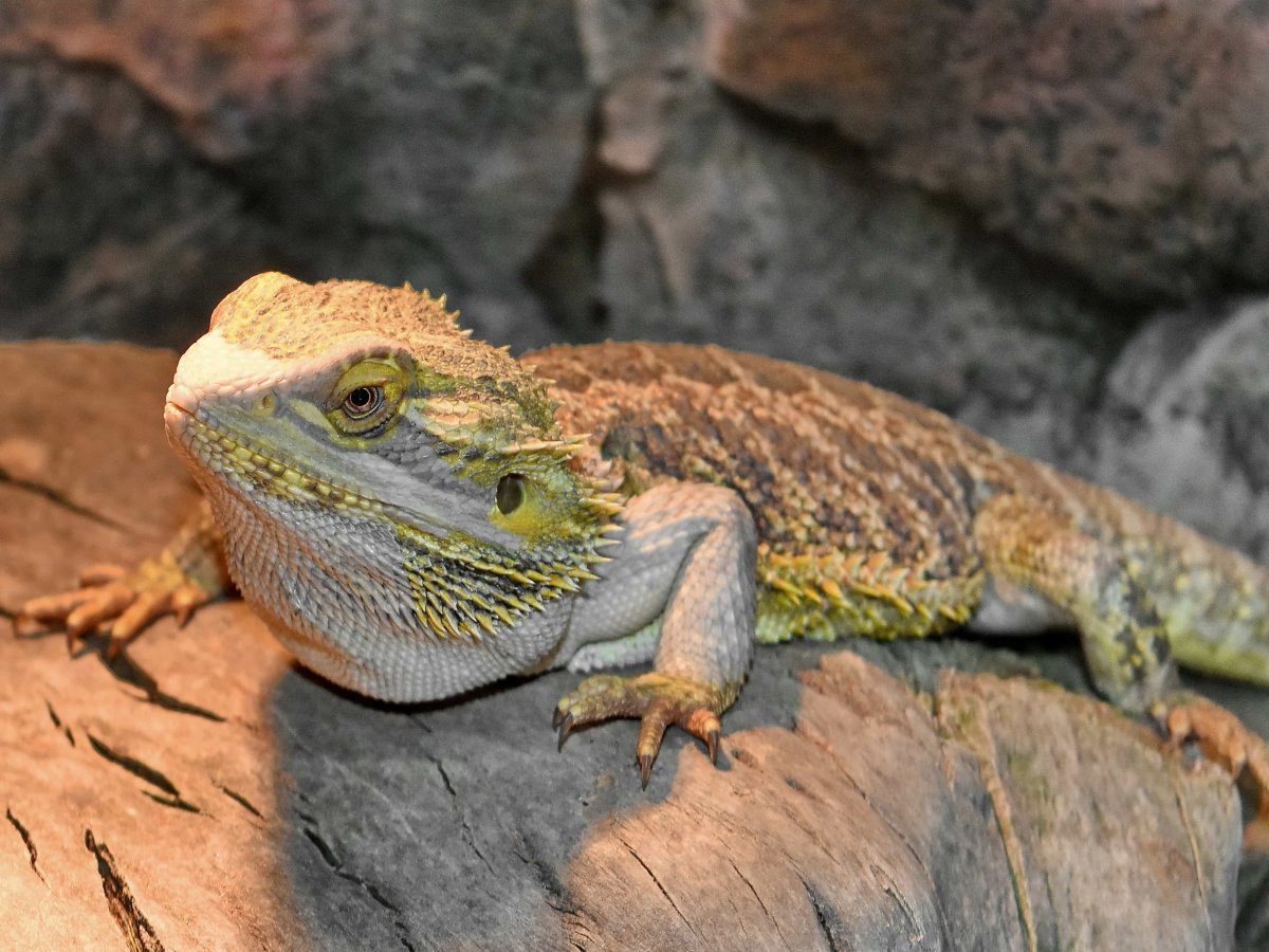 Геккон земноводное