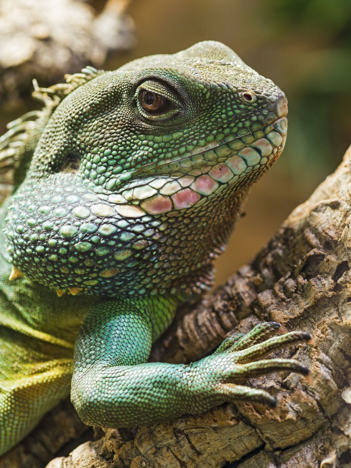 Нильский крокодил National Geographic