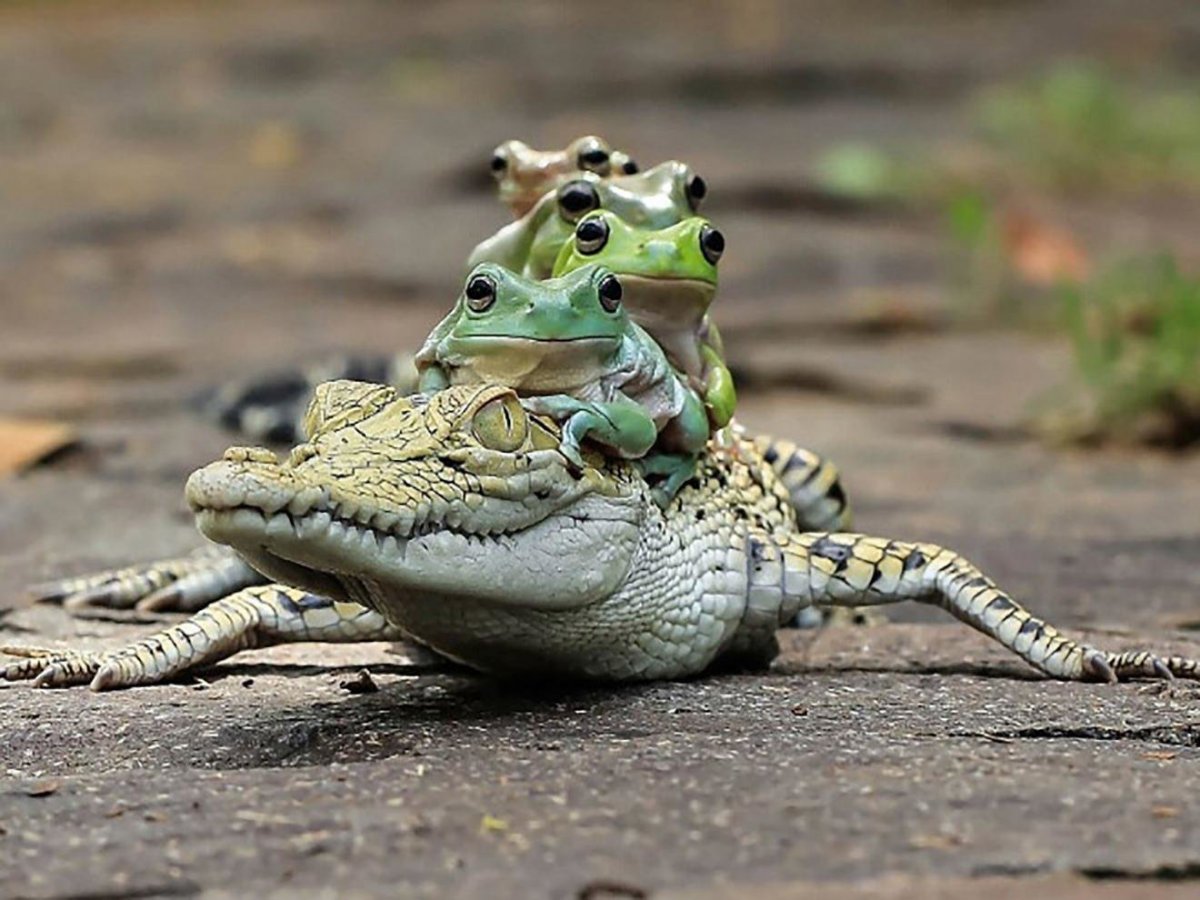 Фотограф танто Йенсен