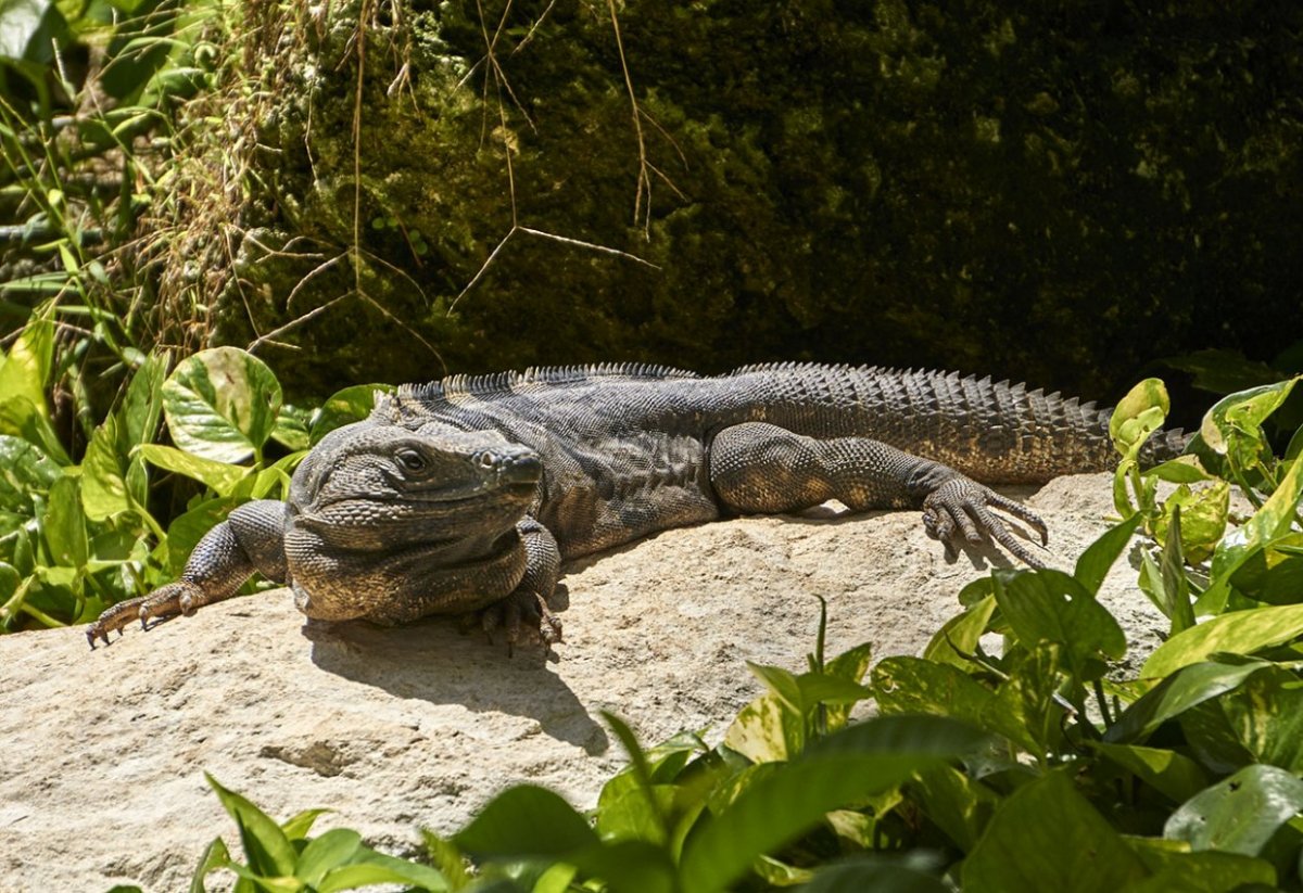 Бородавчатый крокодиловый Тритон