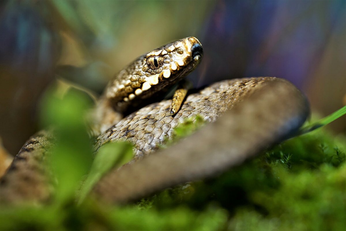 Рептилии и земноводные