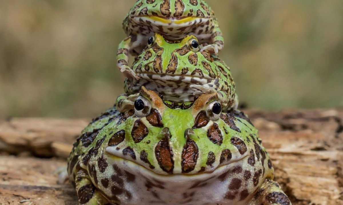 Мемные Жабы