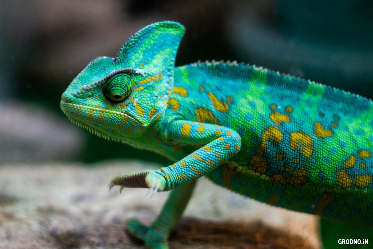 Хамелеон,ящерица, питон