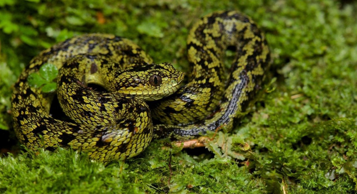 Зеленая Болотная гадюка