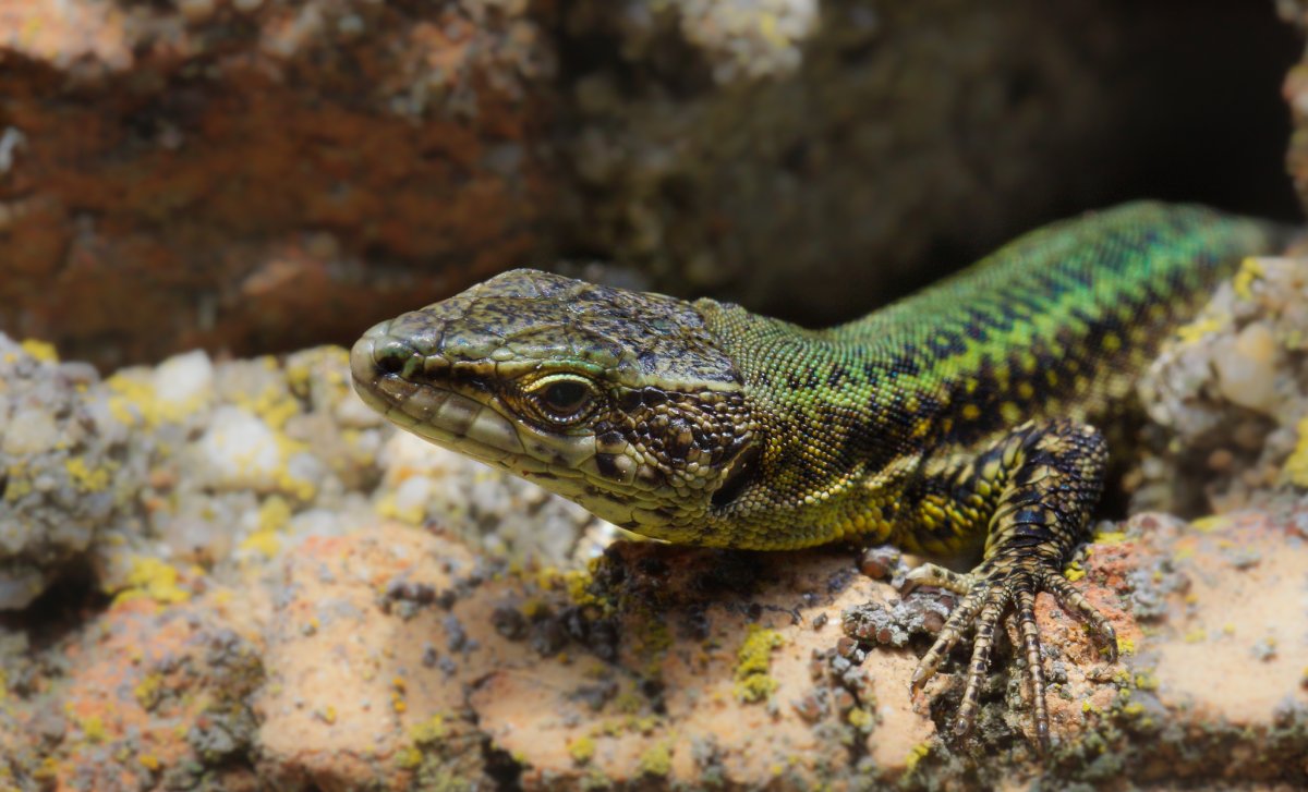 Тритон рептилия